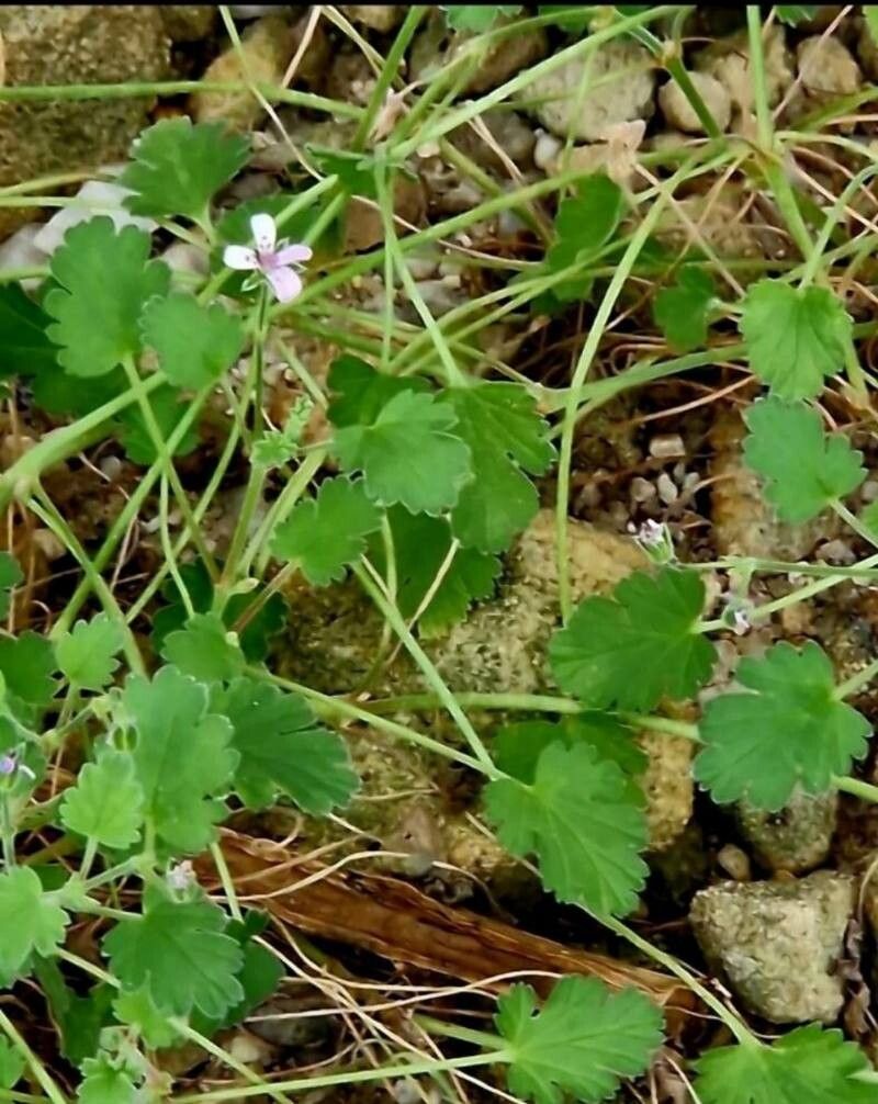 Pelargonium nanum — houseplant care guide