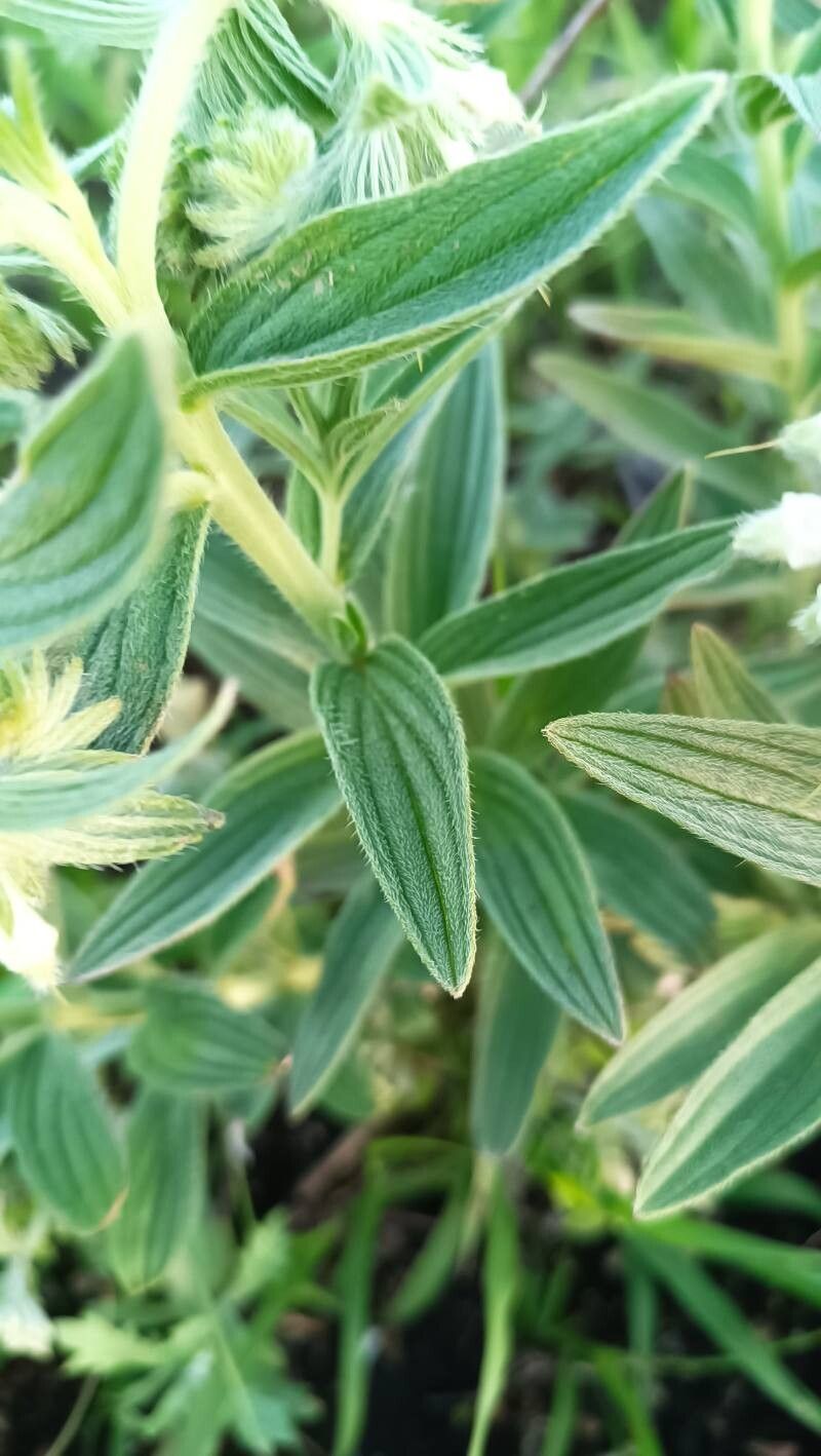 Lithospermum molle — houseplant care guide