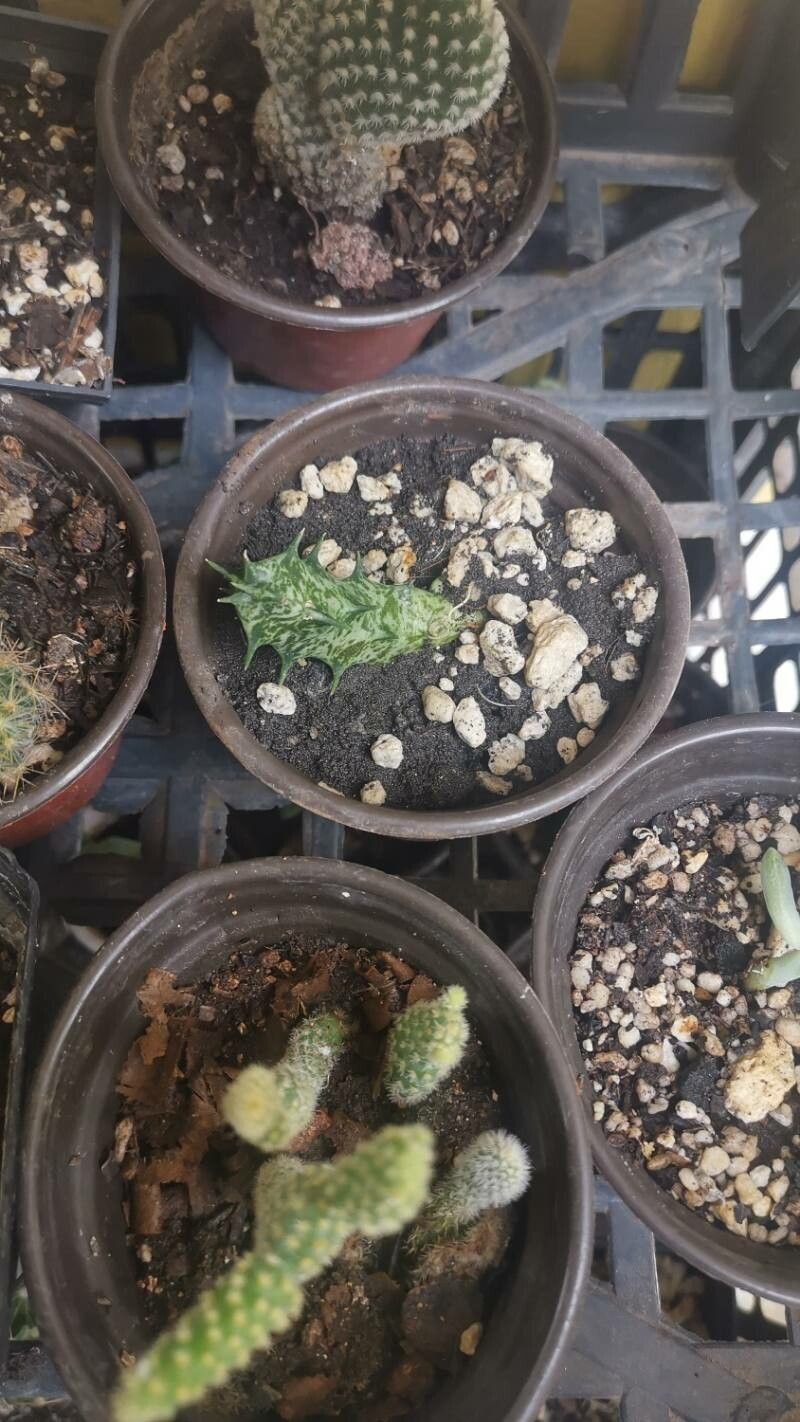 Duvalia sulcata leaf