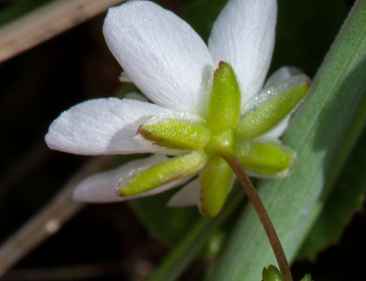 Sagina nodosa flower