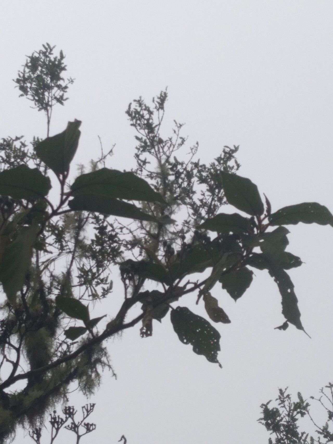 Solanum actaeabotrys — houseplant care guide