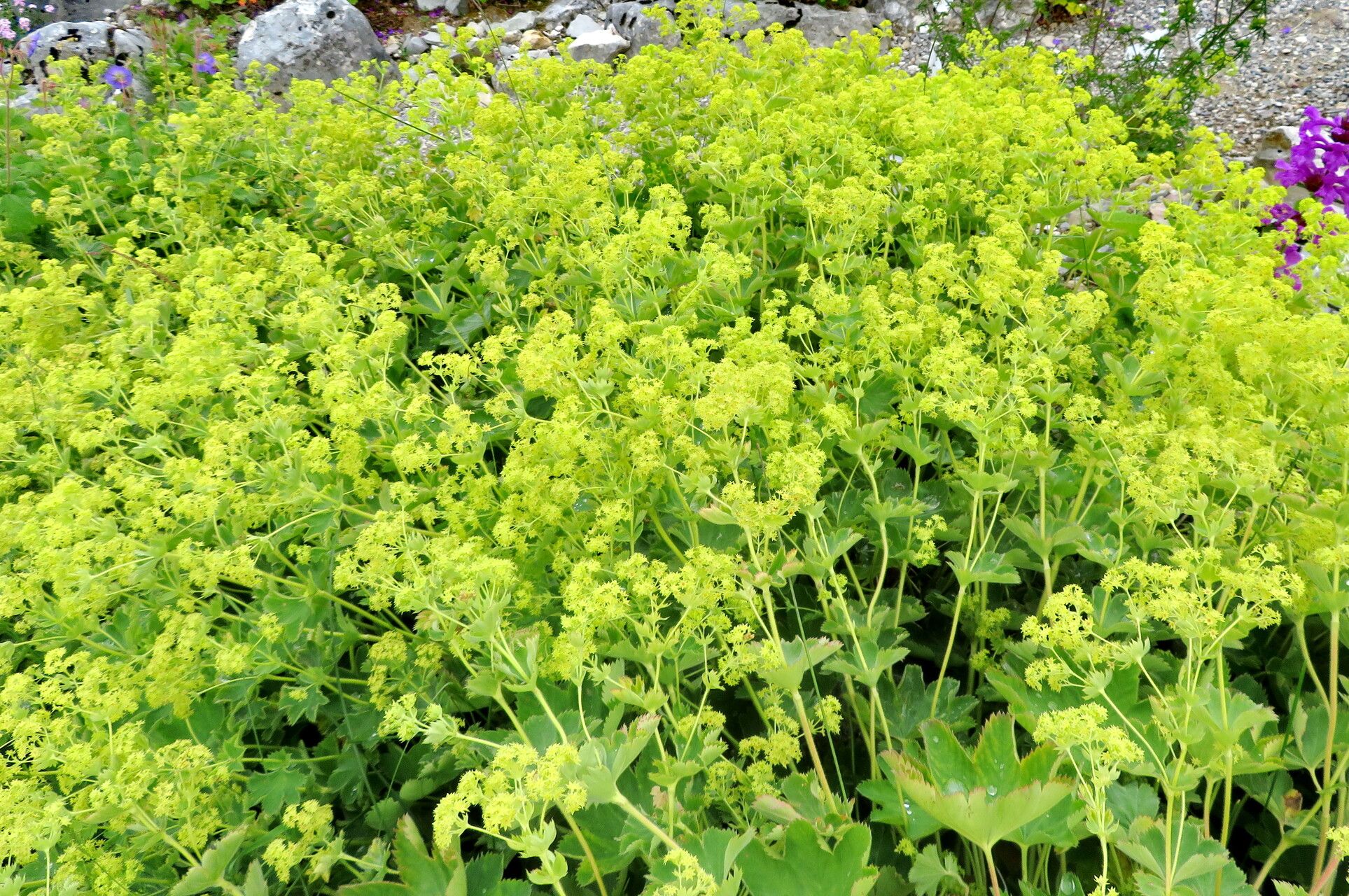 Alchemilla speciosa habit