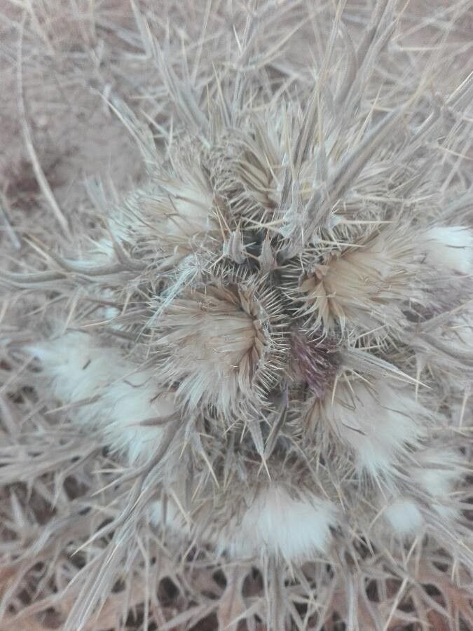 Cirsium echinatum fruit
