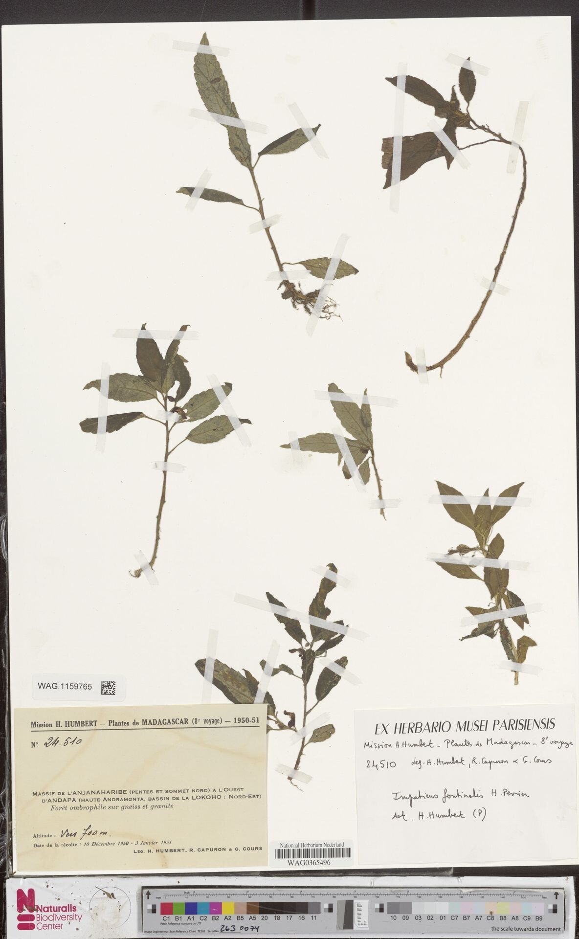 Impatiens fontinalis — houseplant care guide