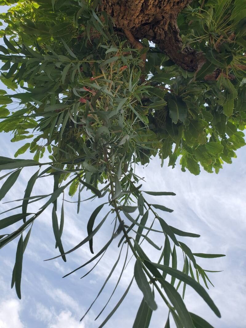 Tapinanthus cordifolius leaf