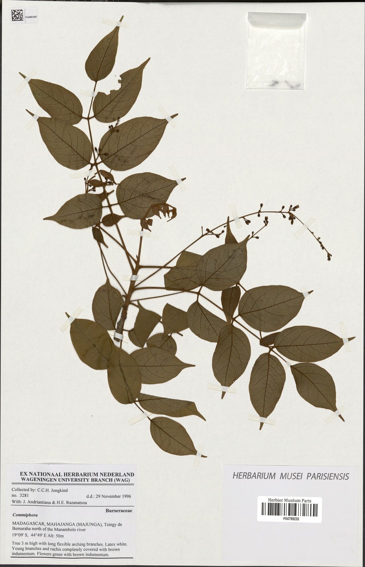 Commiphora andranovoryensis — related species from the same genus