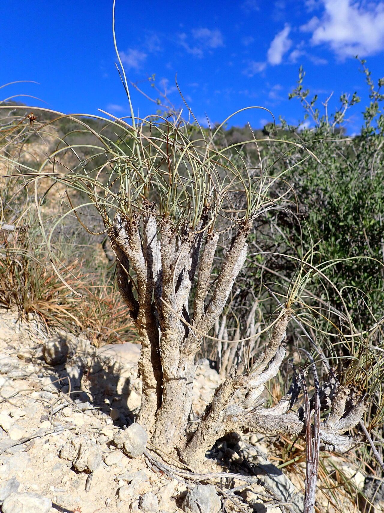 Xerophyta tulearensis — houseplant care guide