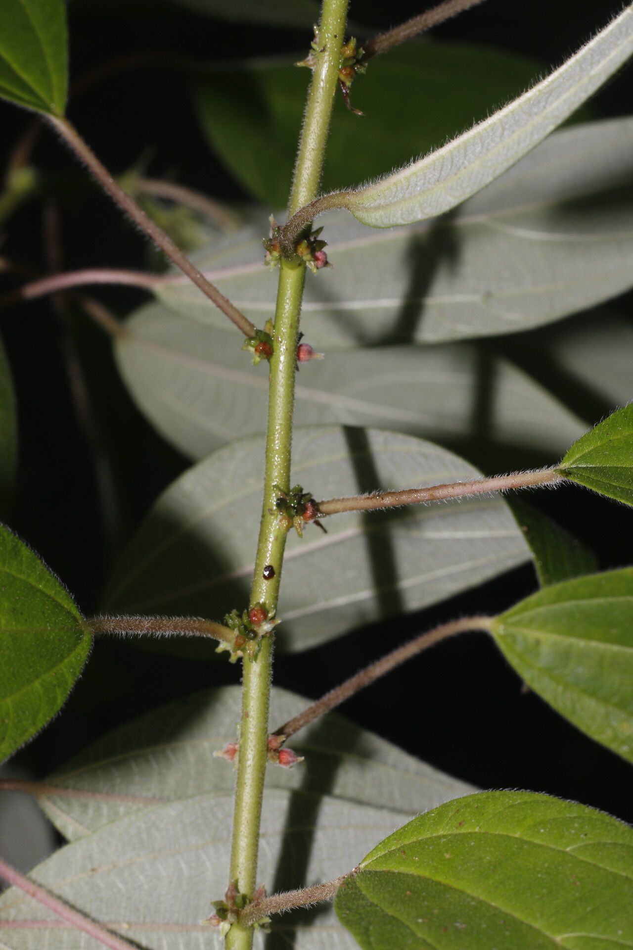 Pouzolzia guatemalana habit