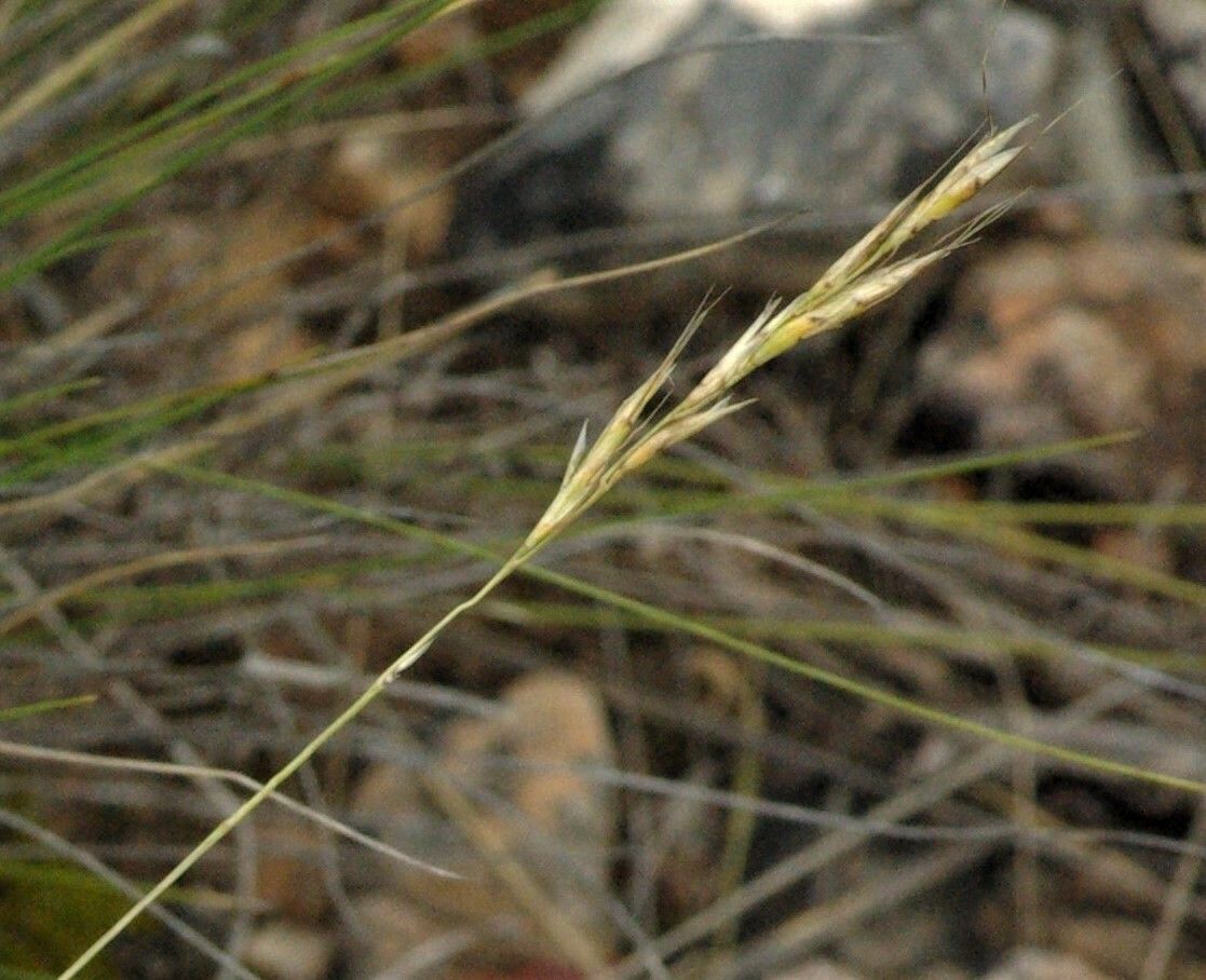 Helictochloa bromoides fruit