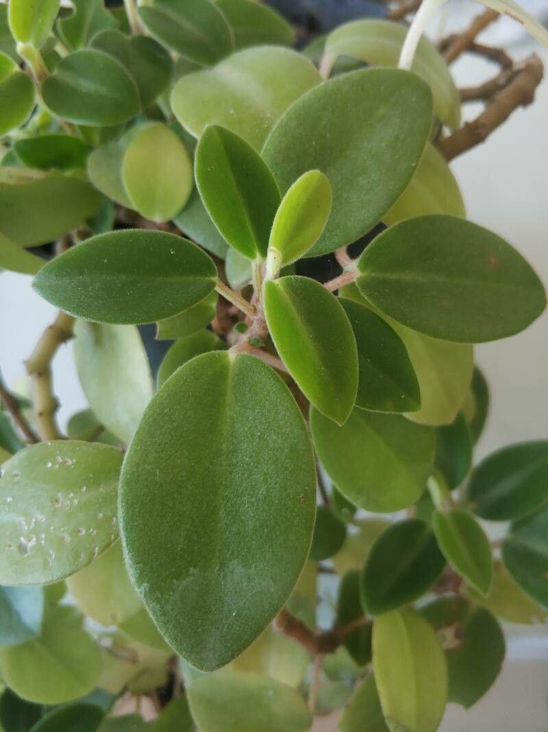 Hoya spp. — search result for 'Hoya'