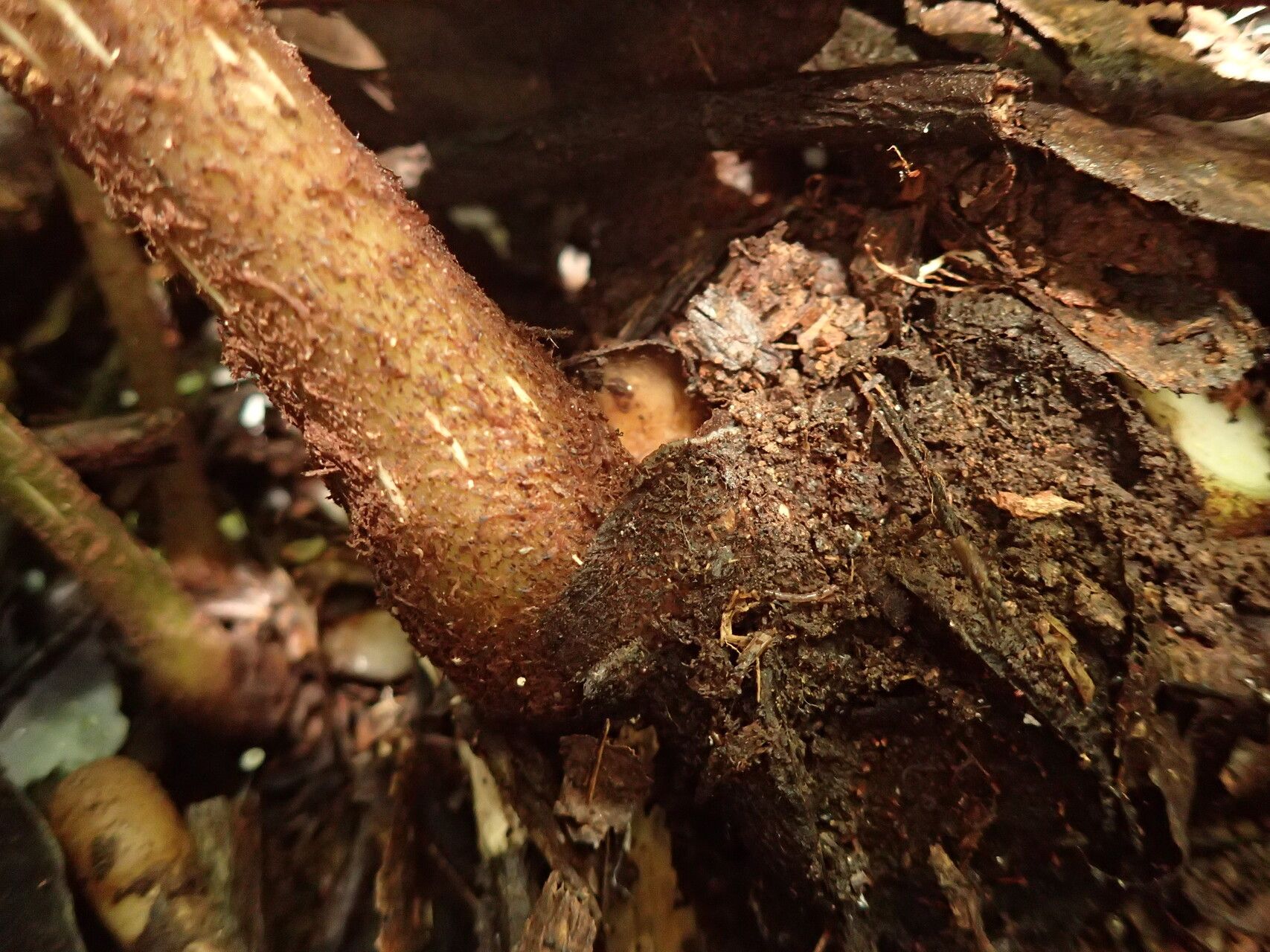 Ptisana senterreana other