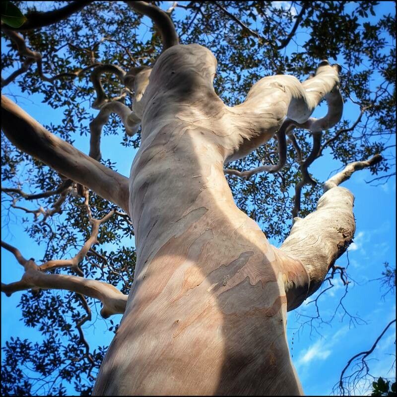 Tristaniopsis polyandra — houseplant care guide