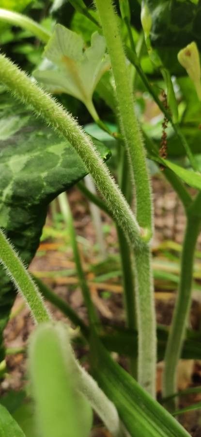 Podophyllum difforme bark