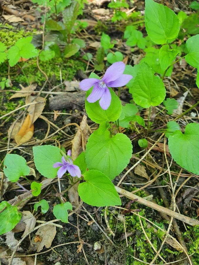 Viola persicifolia leaf
