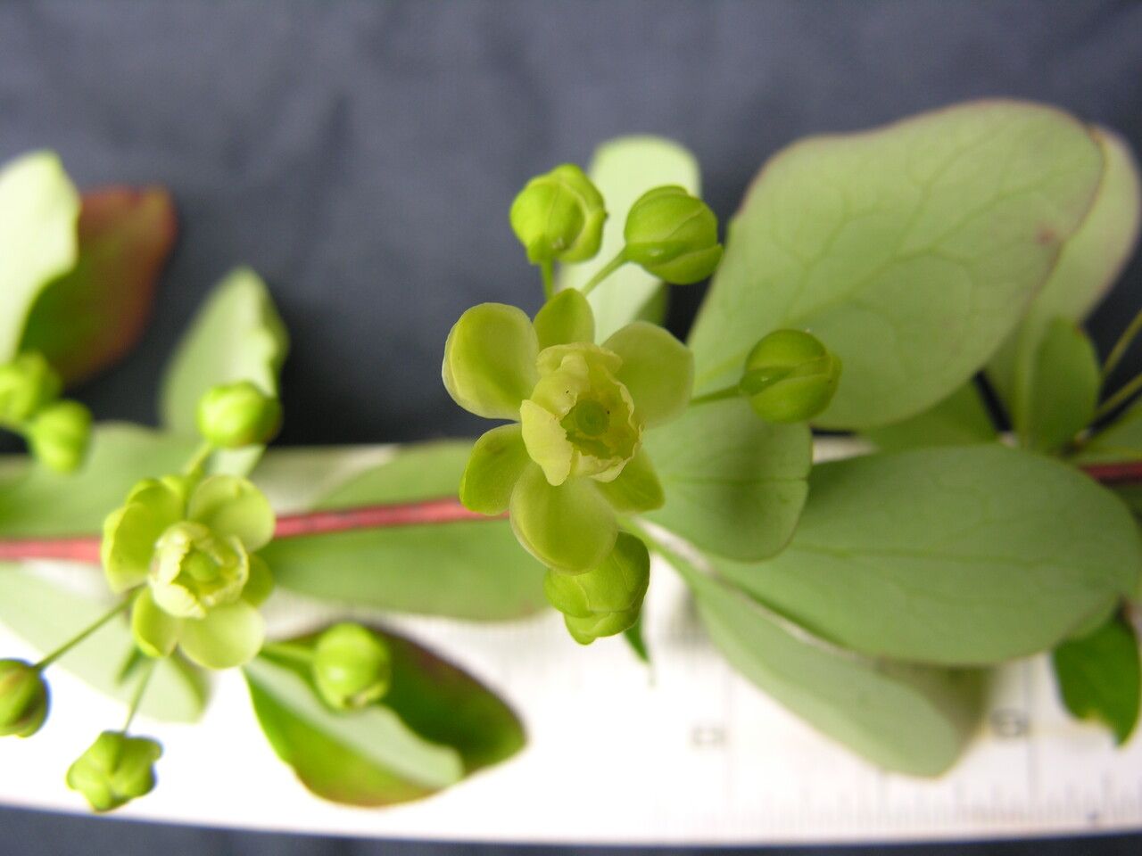 Berberis hamiltoniana — houseplant care guide