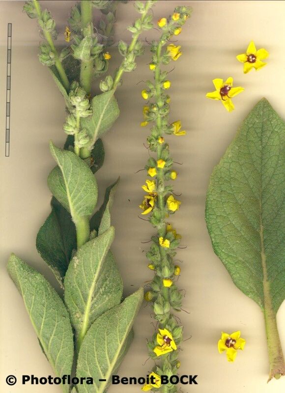 Verbascum charidemi other