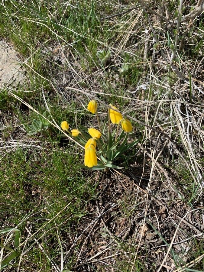 Fritillaria pudica leaf