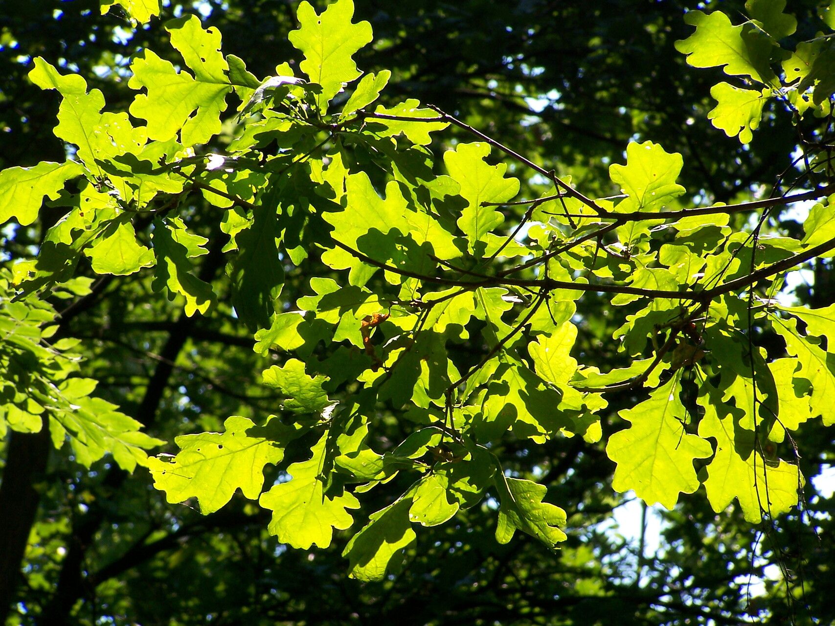 Quercus × rosacea — houseplant care guide