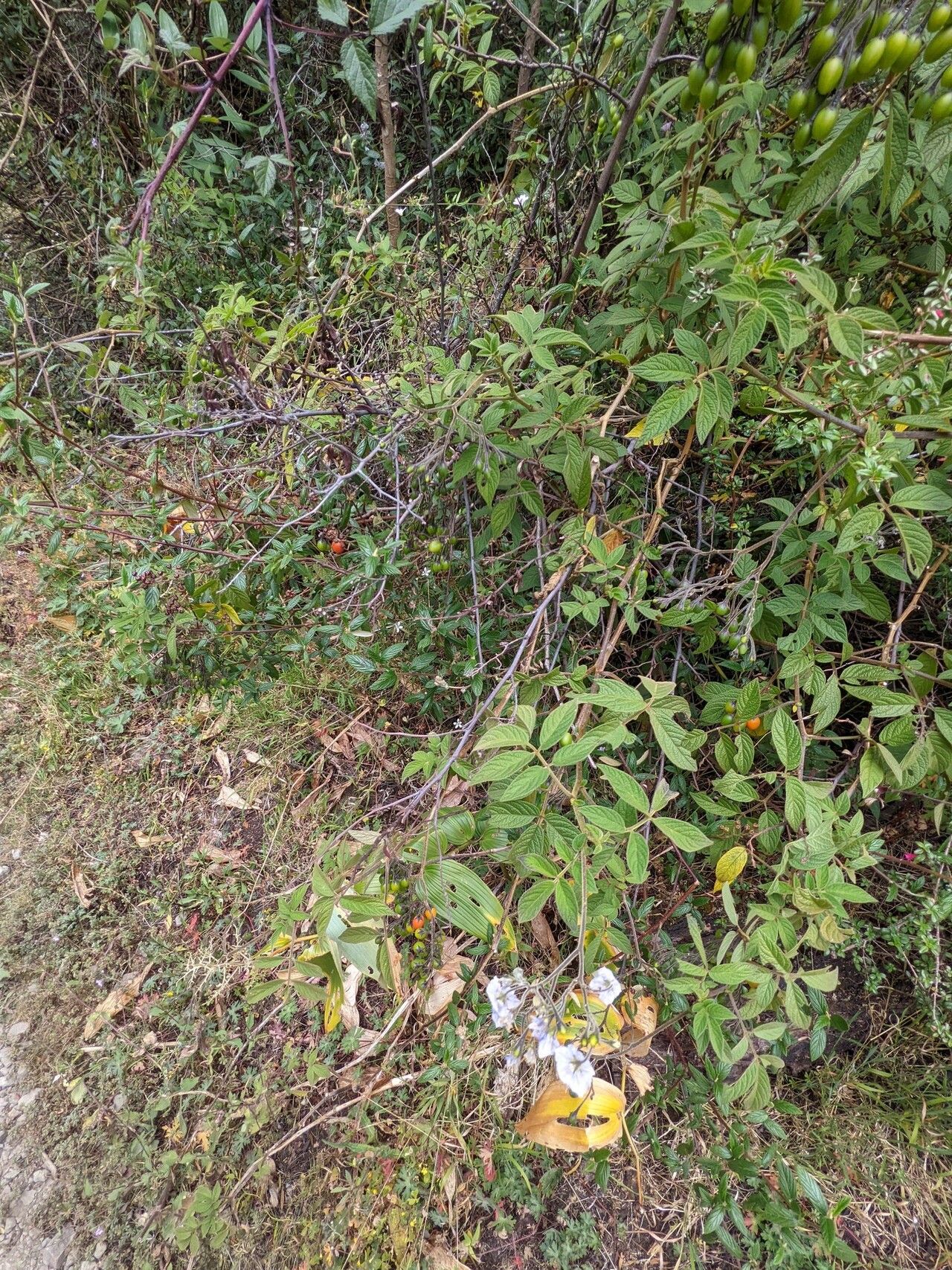 Solanum taeniotrichum habit