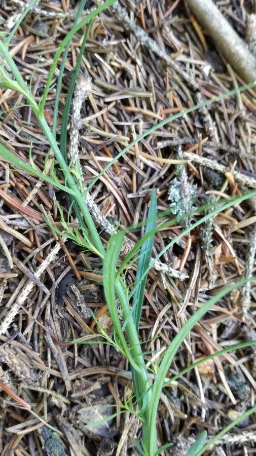 Campanula carnica leaf