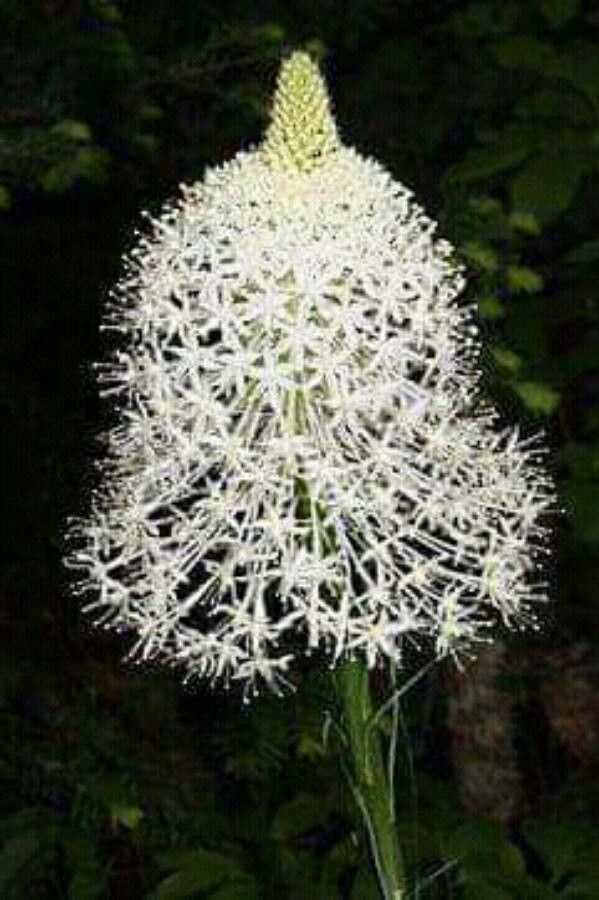 Xerophyllum tenax flower