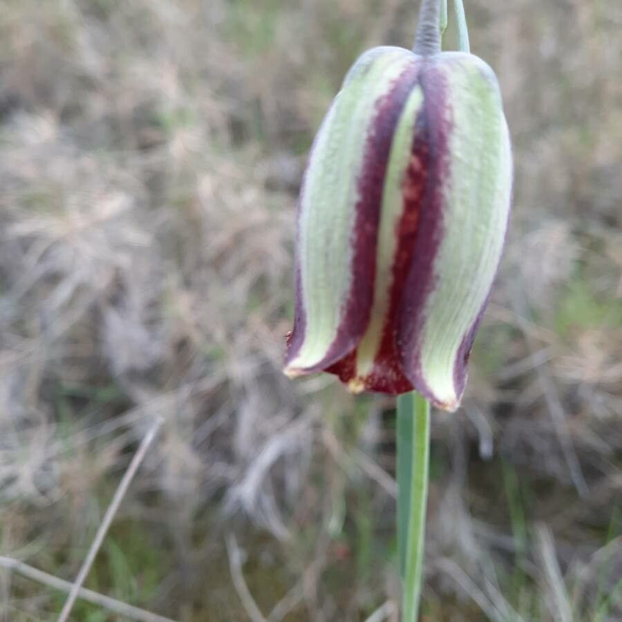 Fritillaria lusitanica — search result for 'Fritillaria'