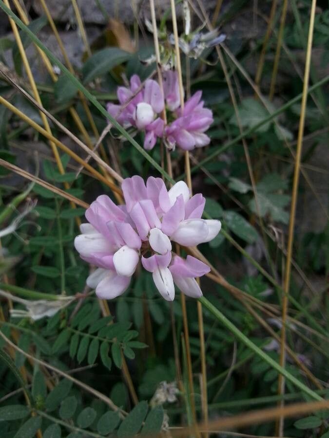 Coronilla viminalis fruit