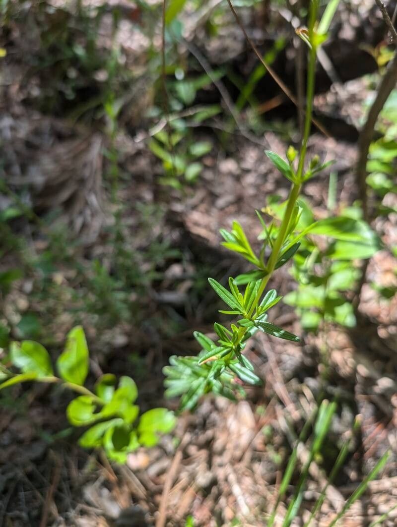 Hypericum cistifolium leaf