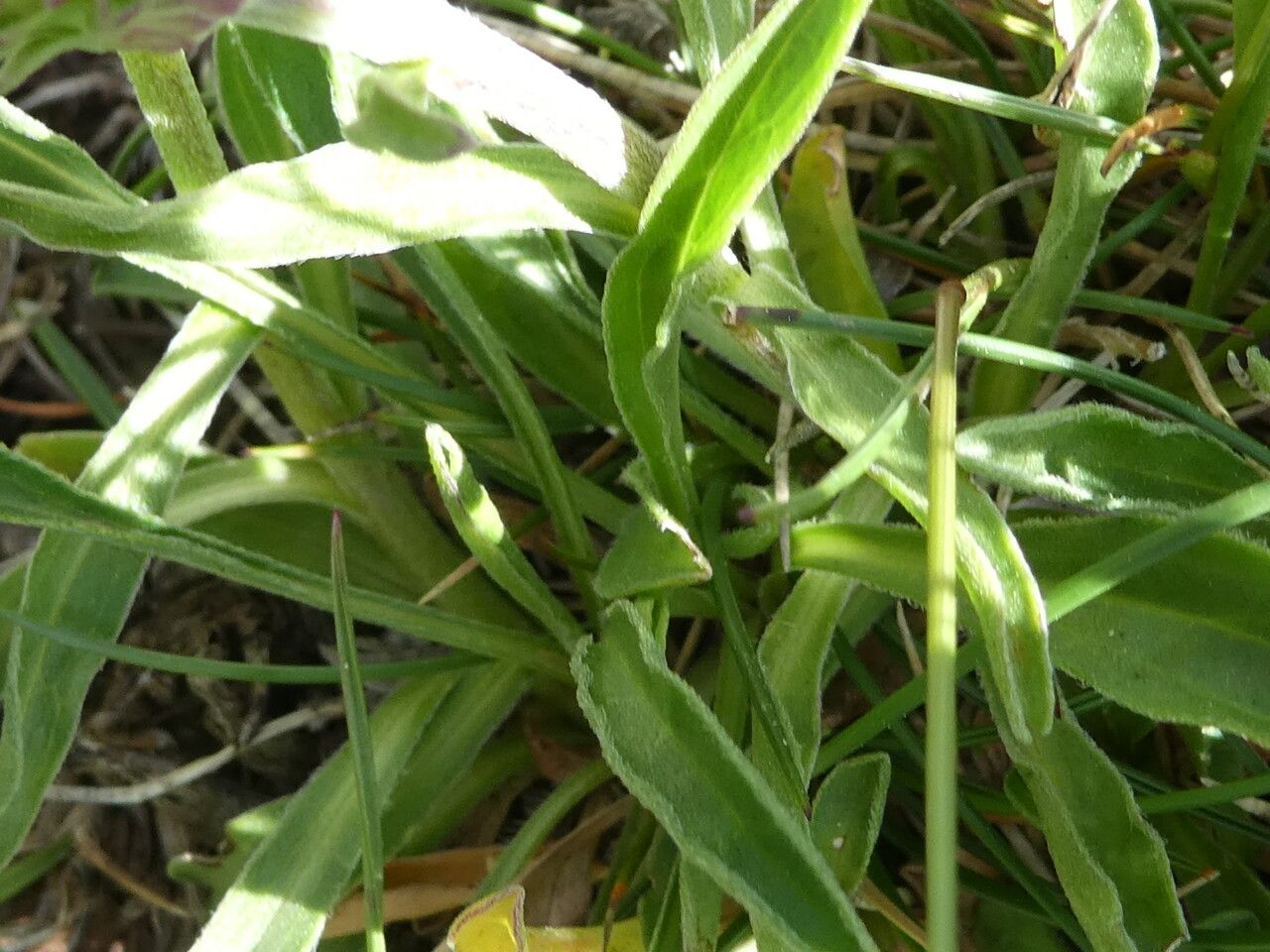 Aster alpinus — related species from the same genus