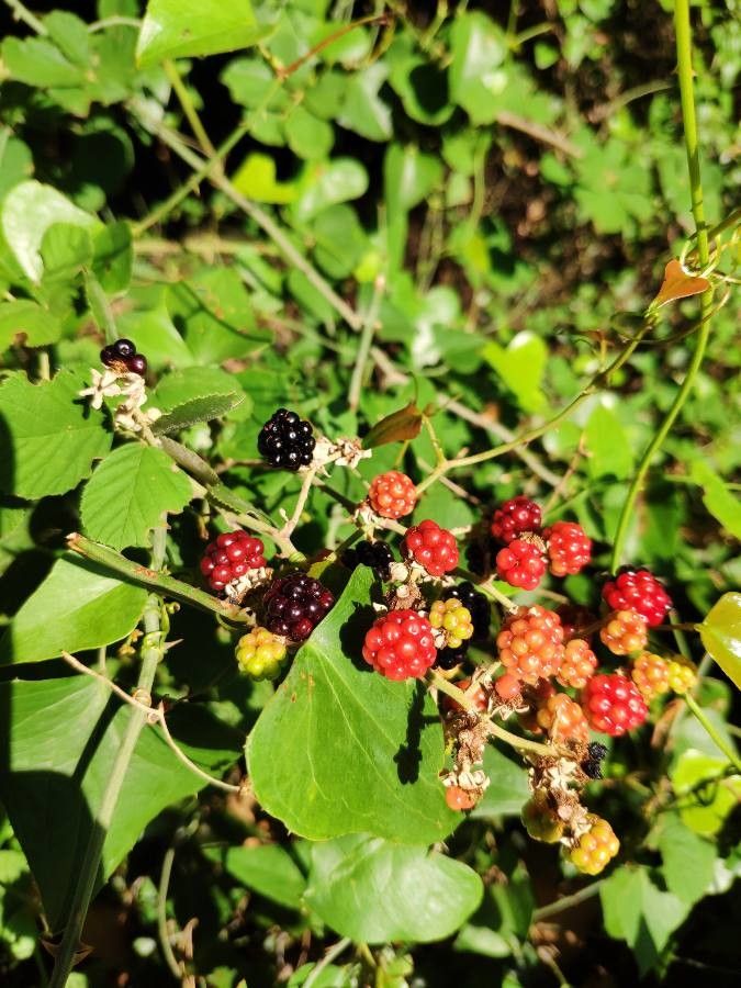 Rubus albiflorus fruit