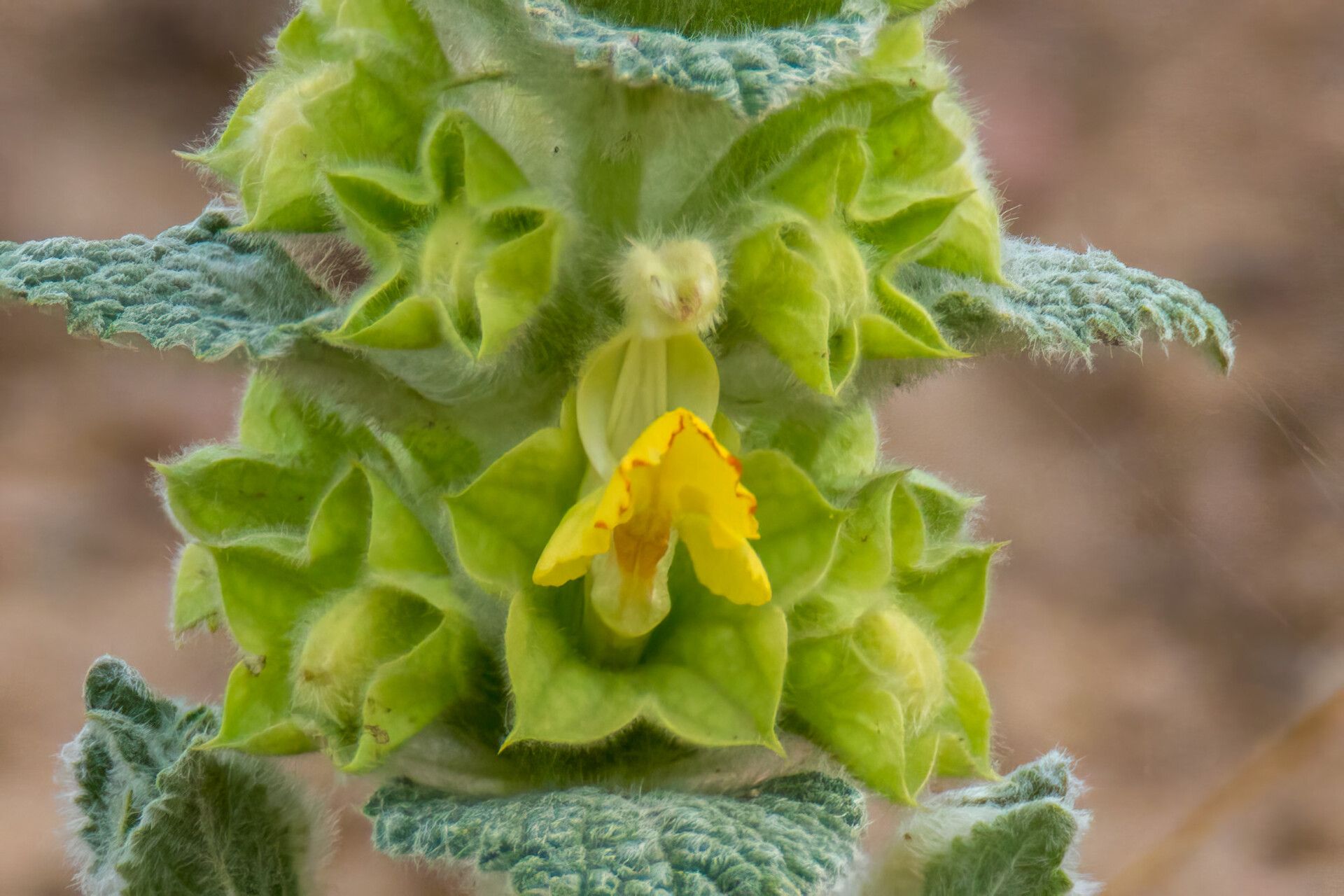 Phlomoides isochila — related species from the same genus