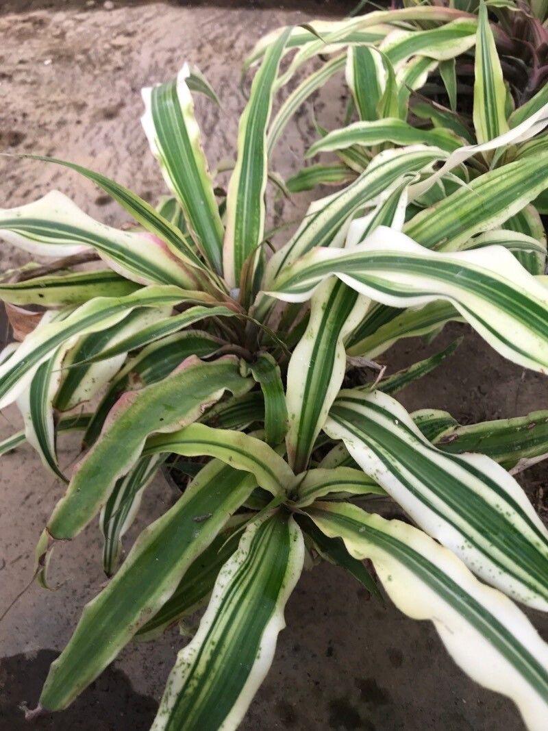 Cryptanthus bromelioides leaf