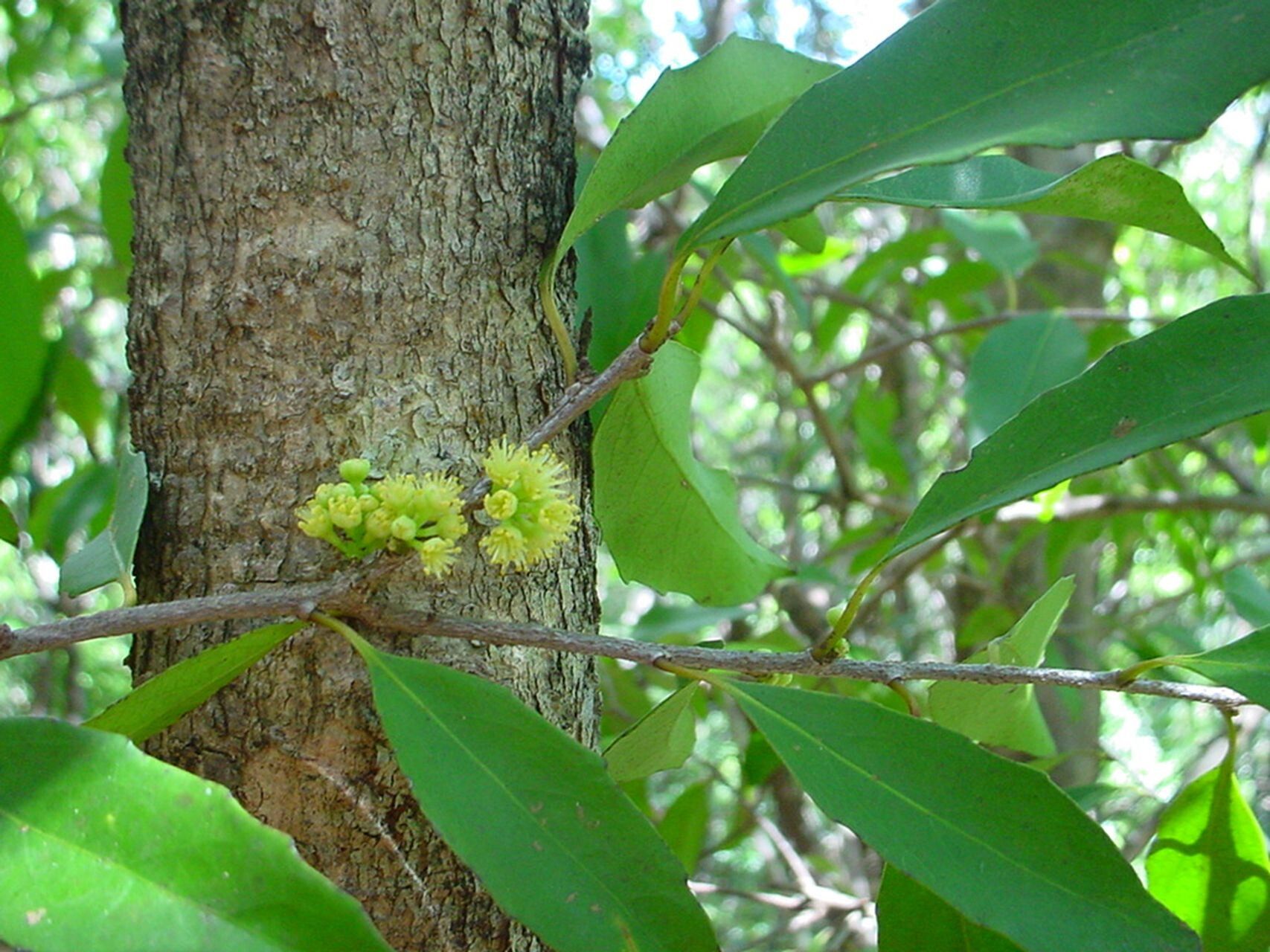 Xylosma grossecrenata habit