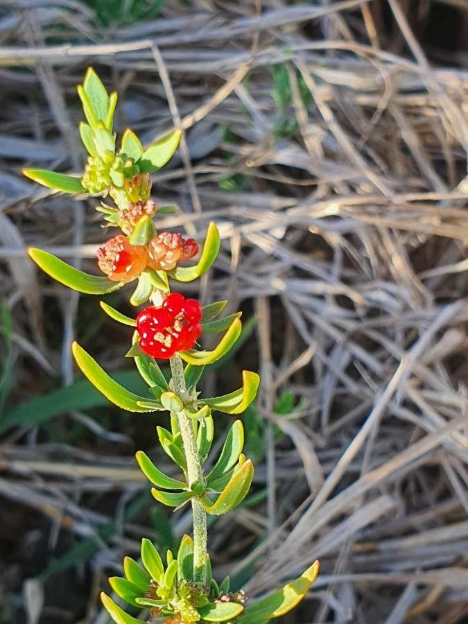 Pollichia campestris fruit