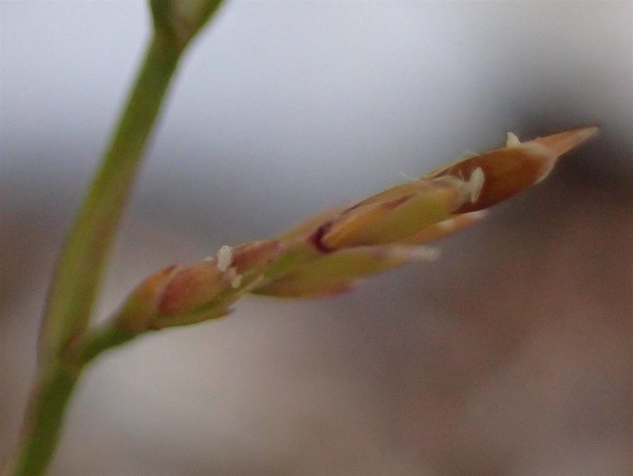 Catapodium rigidum fruit