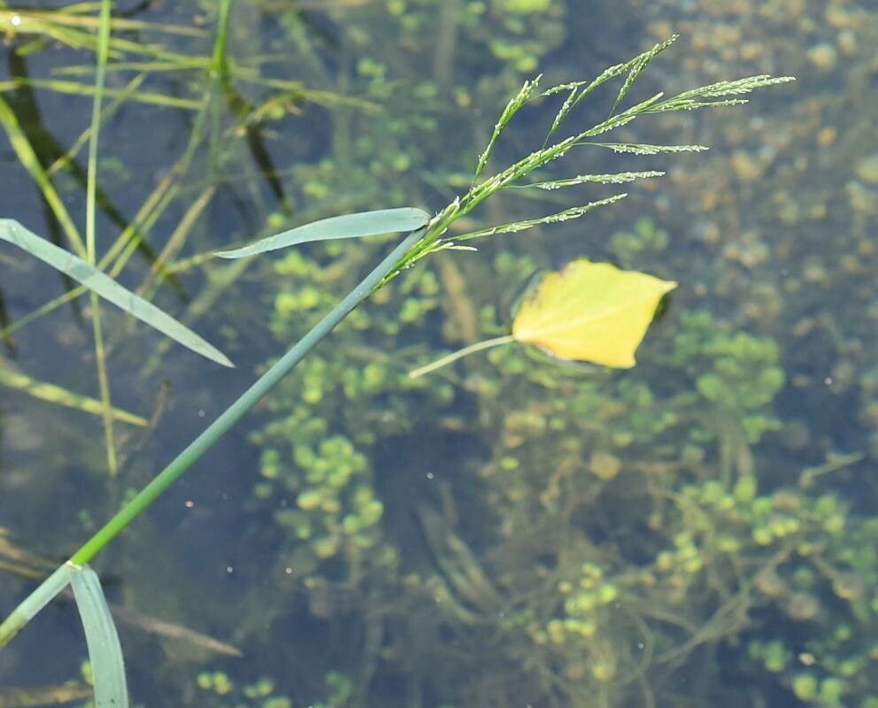 Glyceria fluitans flower