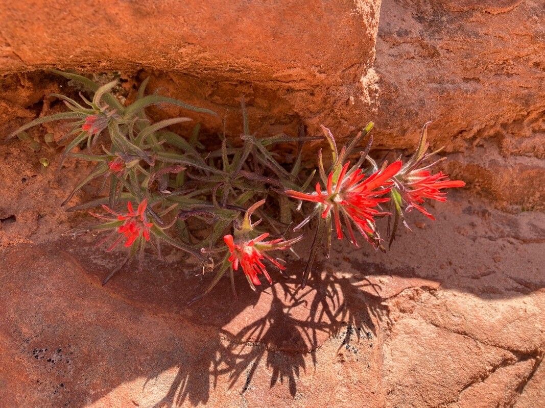 Castilleja scabrida — search result for 'Castilleja'