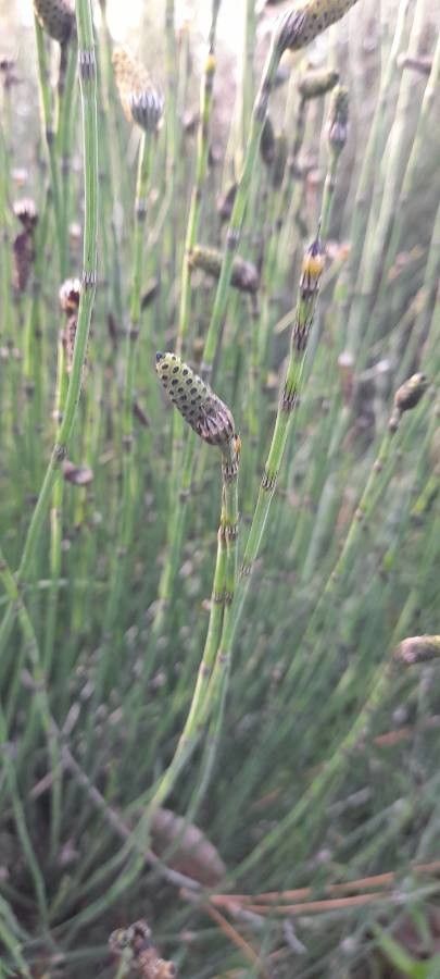 Equisetum giganteum flower