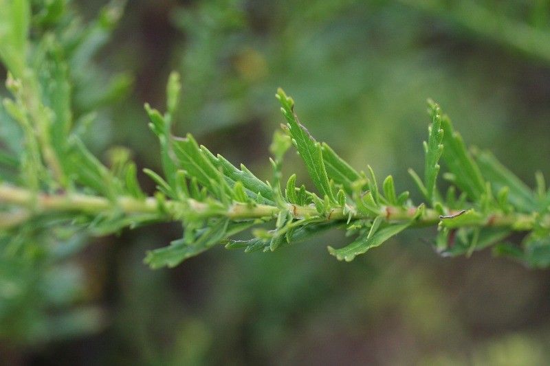 Hubertia ambavilla leaf
