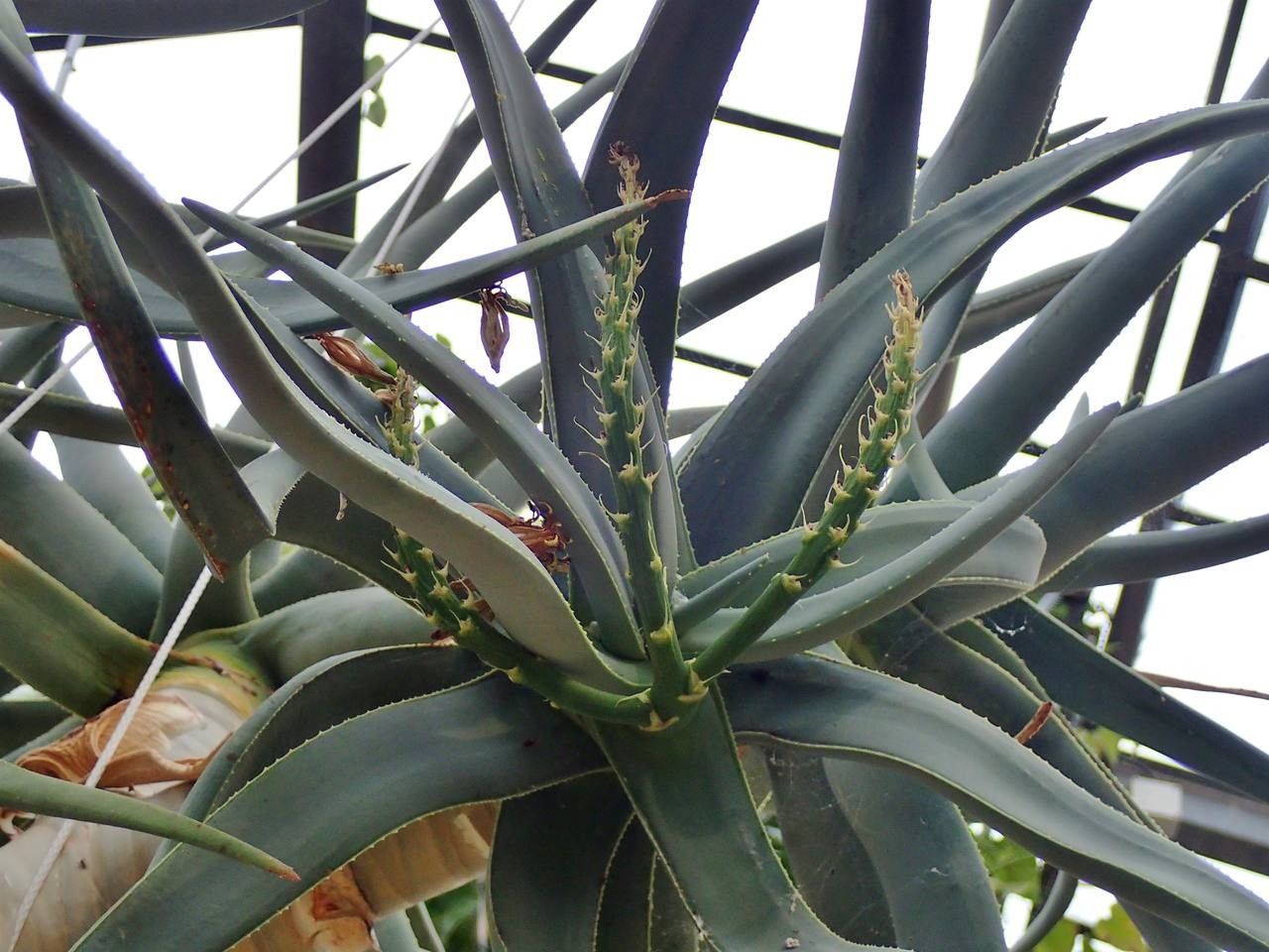 Aloidendron dichotomum habit