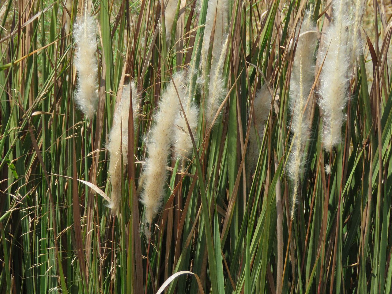 Imperata cylindrica flower