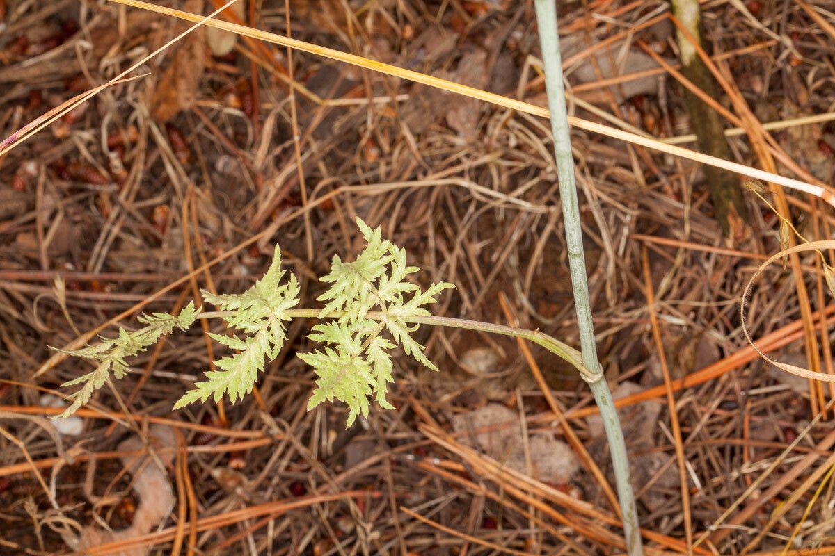 Kundmannia sicula — houseplant care guide