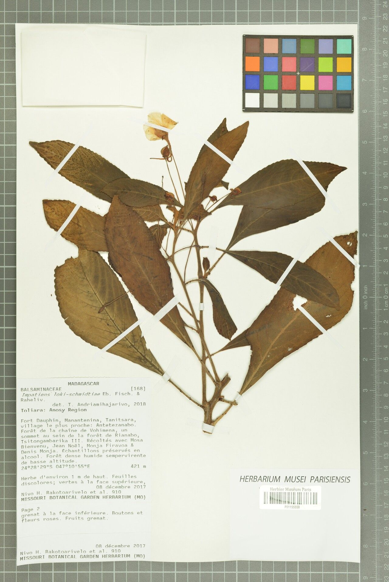 Impatiens loki-schmidtiae — houseplant care guide