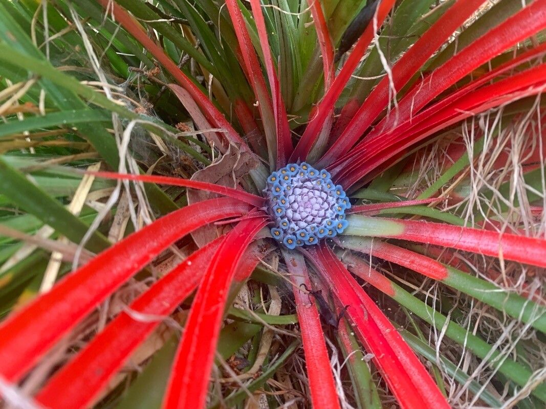 Fascicularia bicolor flower