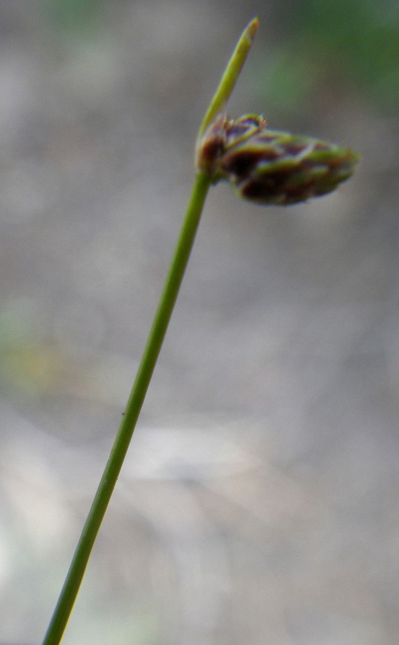 Isolepis pseudosetacea flower