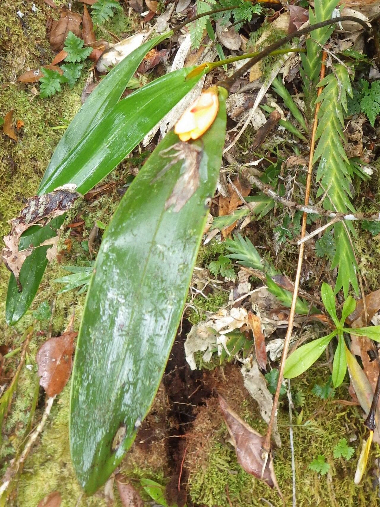 Dendrobium auricolor habit