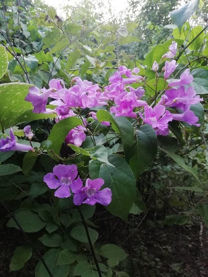 Bignonia neoheterophylla — houseplant care guide