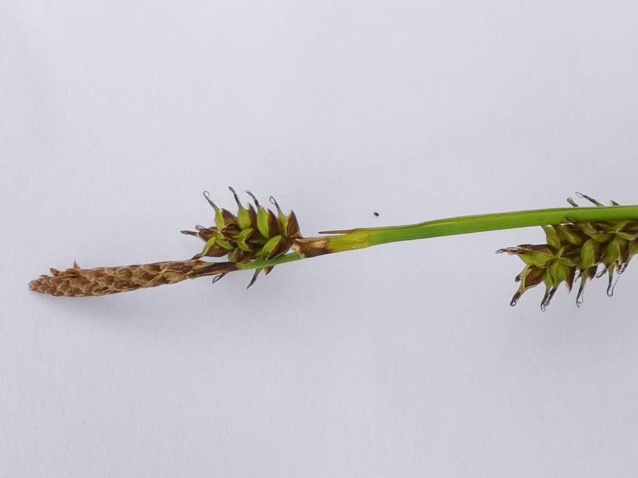 Carex hostiana flower