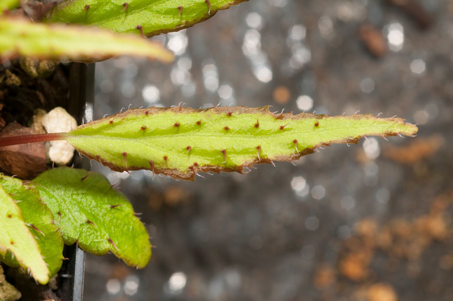 Begonia antongilensis — houseplant care guide
