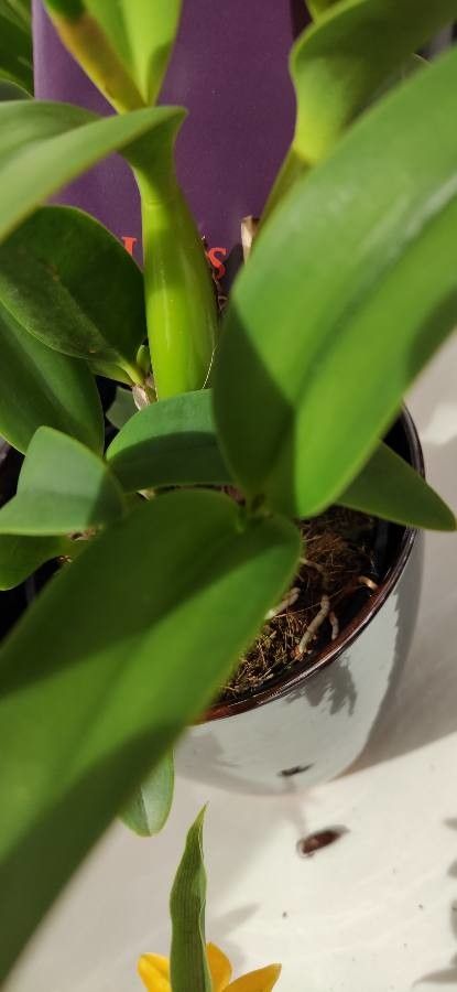 Cattleya spp. — houseplant care guide